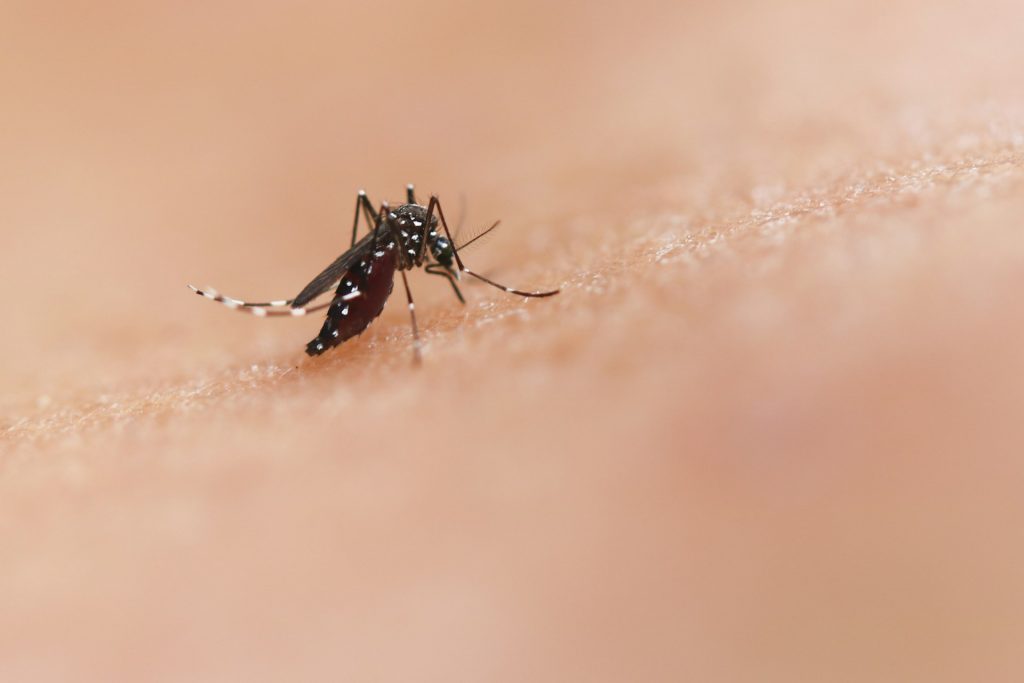 https://unsplash.com/es/fotos/un-primer-plano-de-un-mosquito-en-la-piel-de-un-humano-Z2pq_4mj6BI