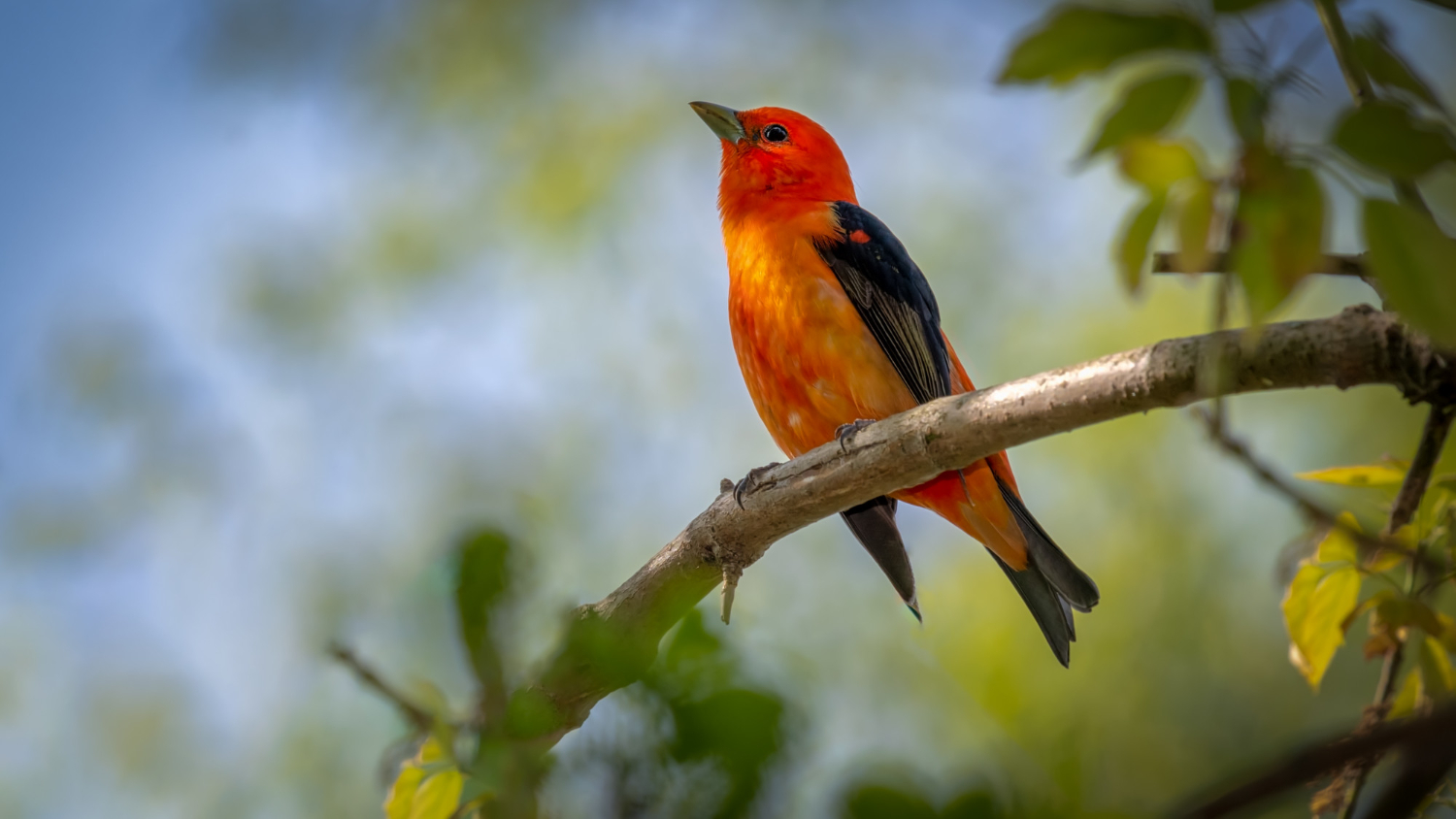 ¿Por qué nos gusta el canto de algunos pájaros y el de otros no?