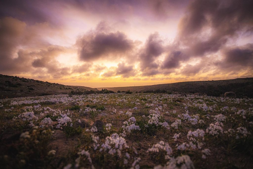 Fotografía cedida por Imagen de Chile que muestra el desierto florido, en la región de Atacama (Chile). EFE/ IMAGEN DE CHILE / ESTEBAN FLORES