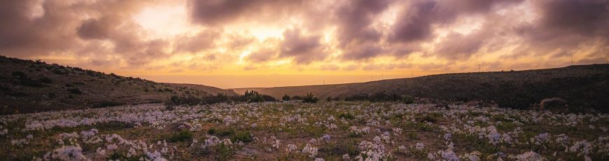 El desierto de Atacama florece tras intensas lluvias provocadas por El Niño