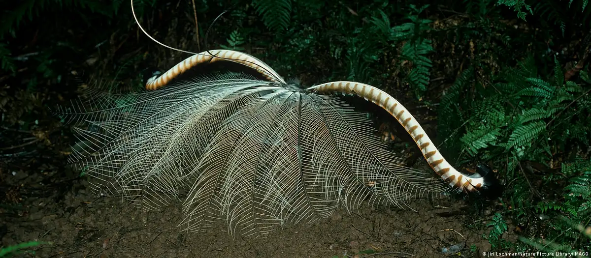 Este pájaro imita el clic de una cámara a la perfección