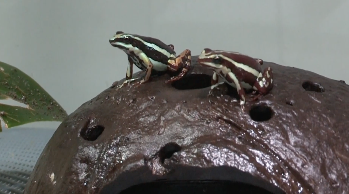 El tráfico de ranas amenaza especies en Ecuador