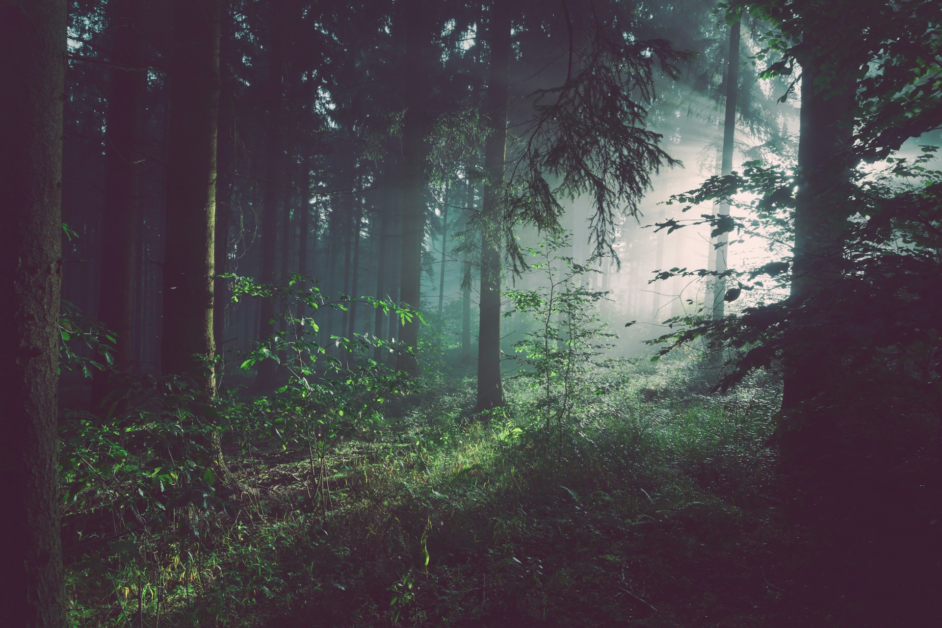 ¿Cómo renacen los árboles después de los incendios?