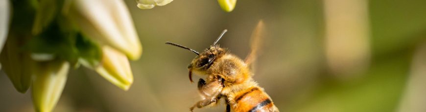 Universidad chilena impulsa un proyecto para proteger a las abejas