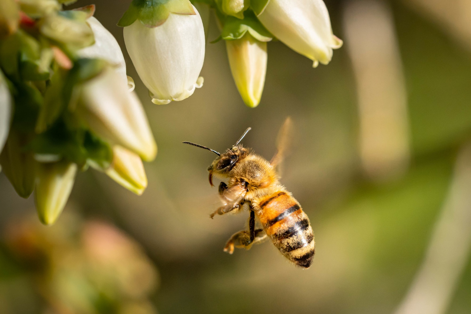 Universidad chilena impulsa un proyecto para proteger a las abejas