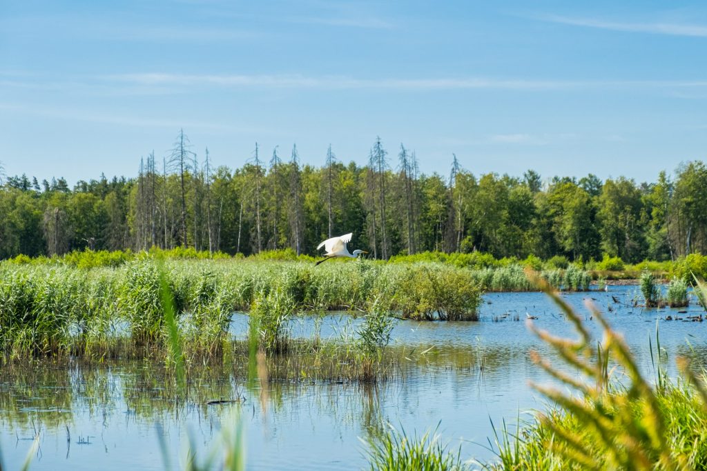 https___unsplash.com_es_fotos_pajaro-blanco-volando-sobre-el-lago-durante-el-dia-GBMqhvHuuu4.jpg