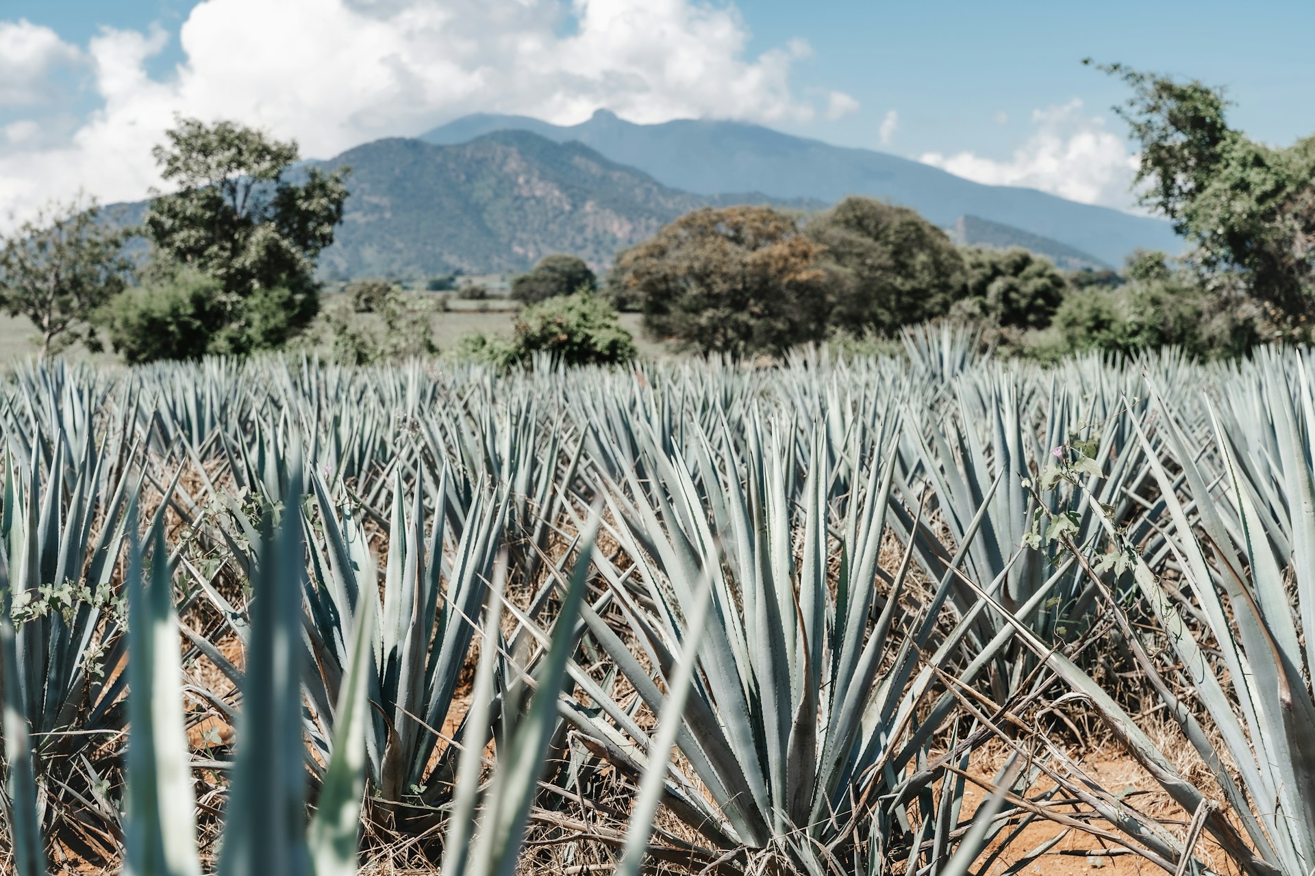 Jalisco busca frenar el impacto ambiental del tequila
