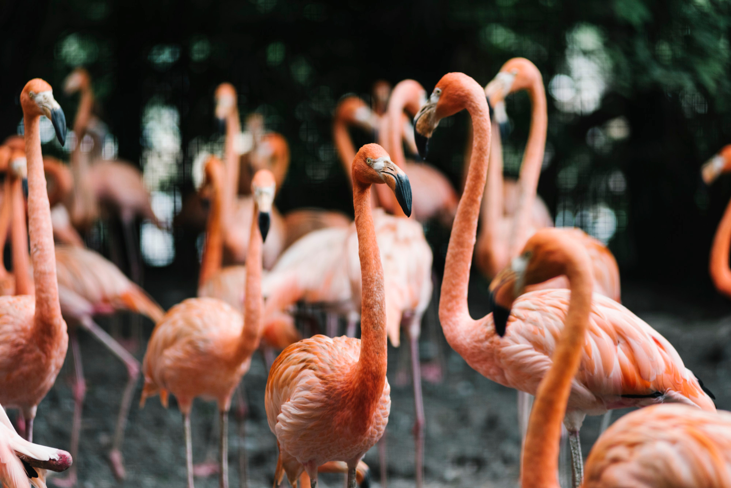 Yucatán impulsa la conservación del flamenco rosado