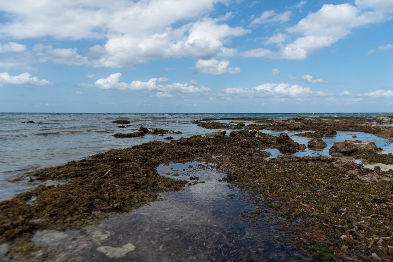 Pasto marino se transforma en aislante ecológico para viviendas