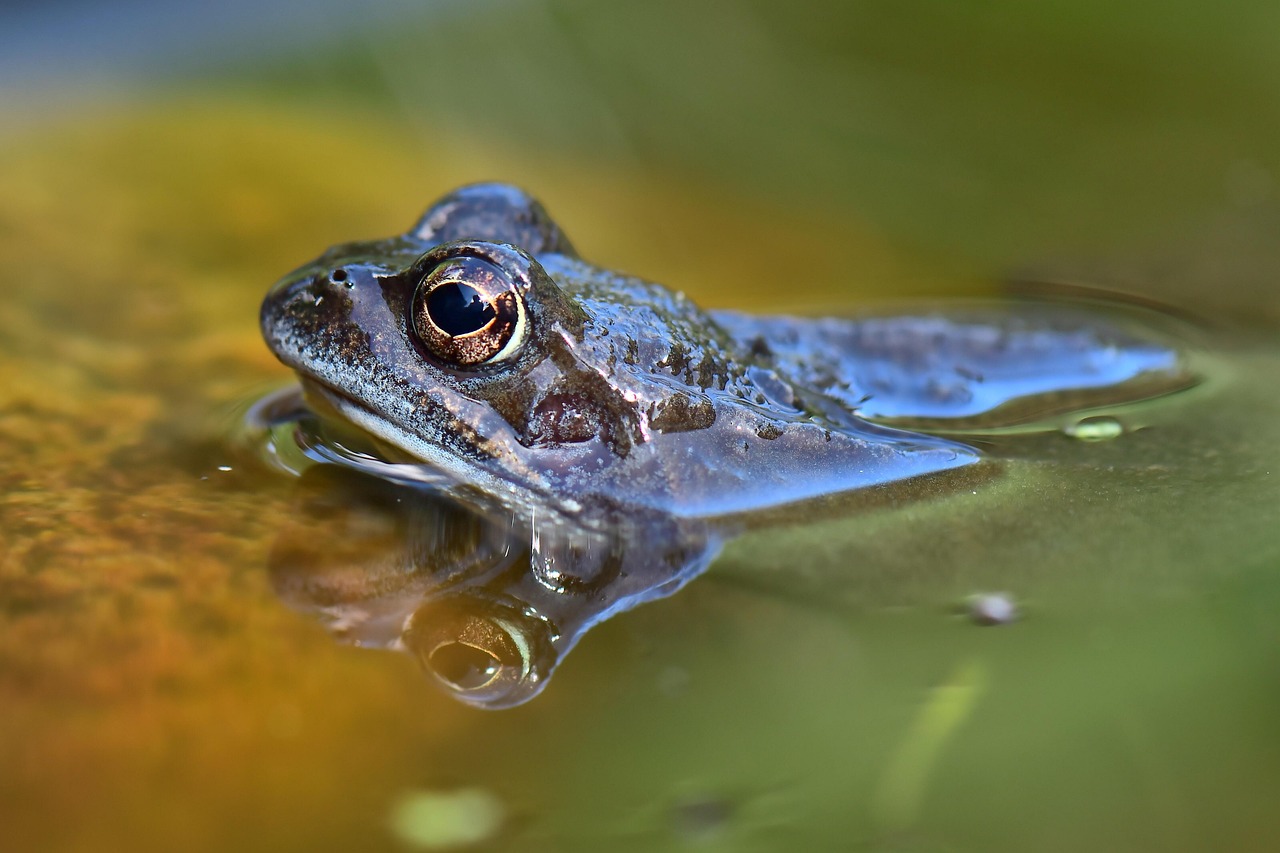Nueva especie de rana es descubierta en Costa Rica