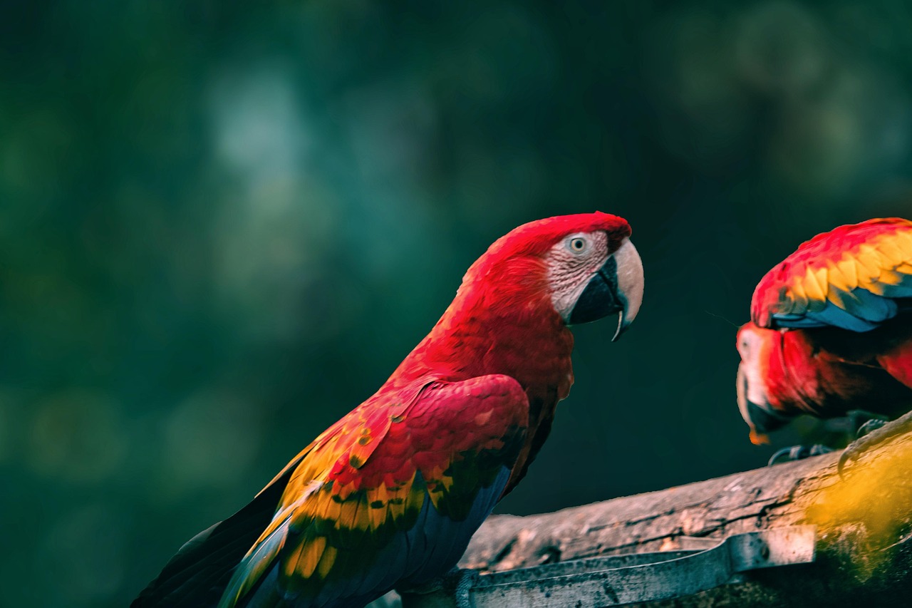 Copán y la guacamaya: descubre este sitio maya en Honduras