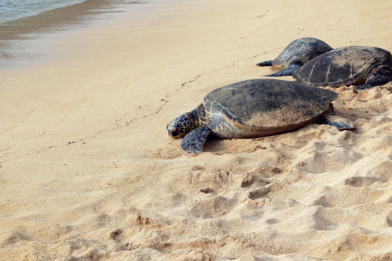 En El Salvador redoblan esfuerzos para salvar tortugas