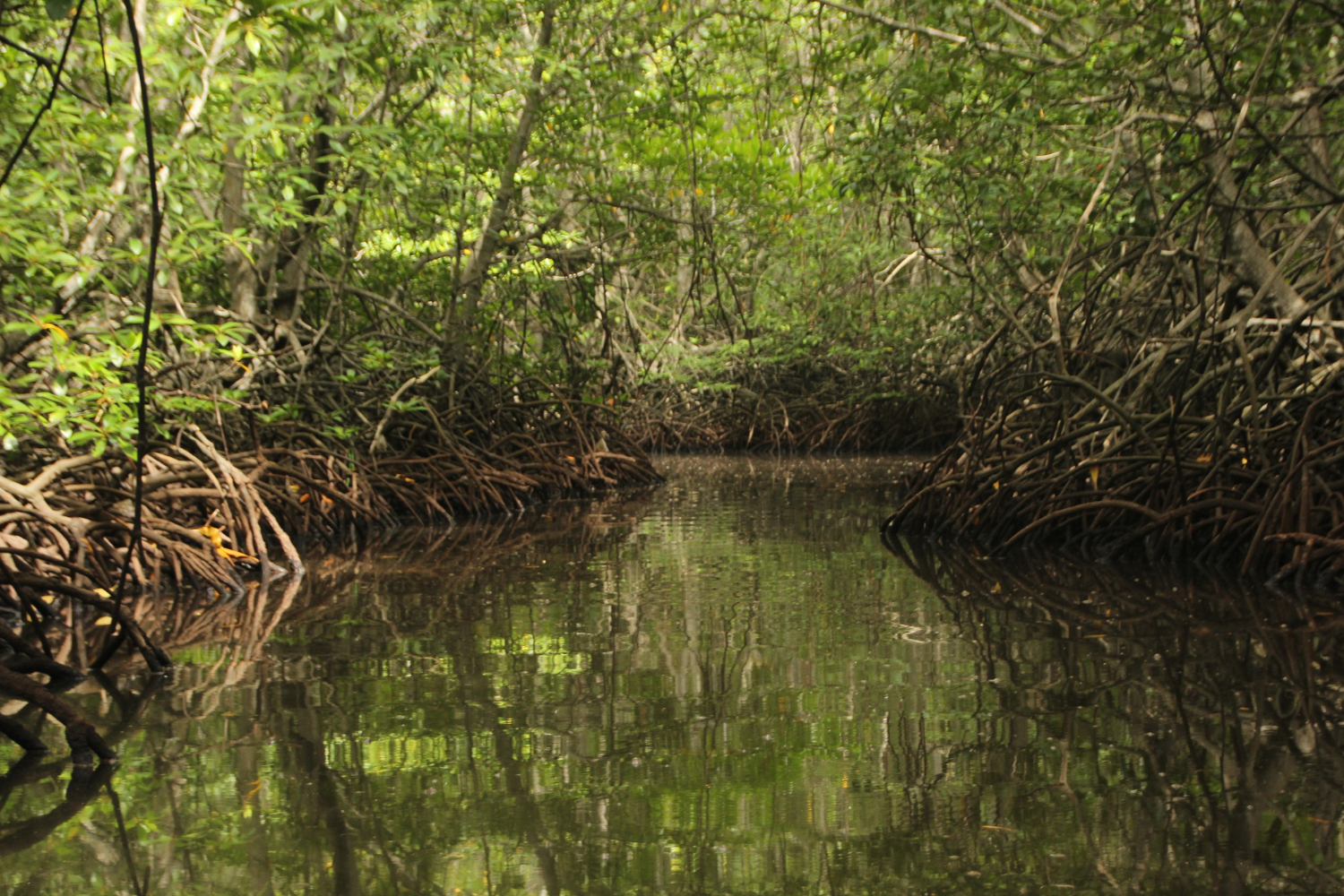 Científica destaca encuentro latinoamericano en pro del medioambiente