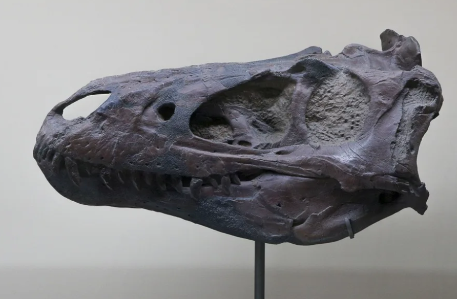 Museo en París explora la historia de los ecosistemas prehistóricos