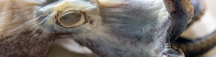 Pulpo azul que deslumbró a la ciencia regresa a Galápagos