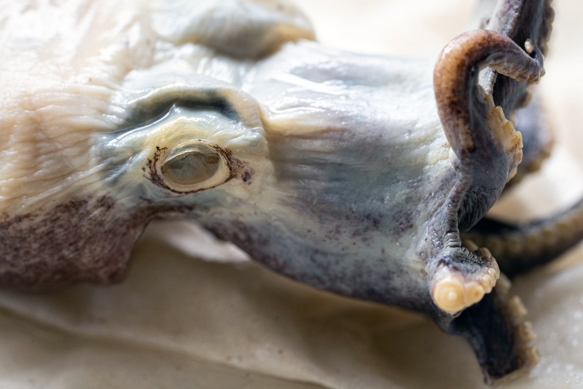 Pulpo azul que deslumbró a la ciencia regresa a Galápagos