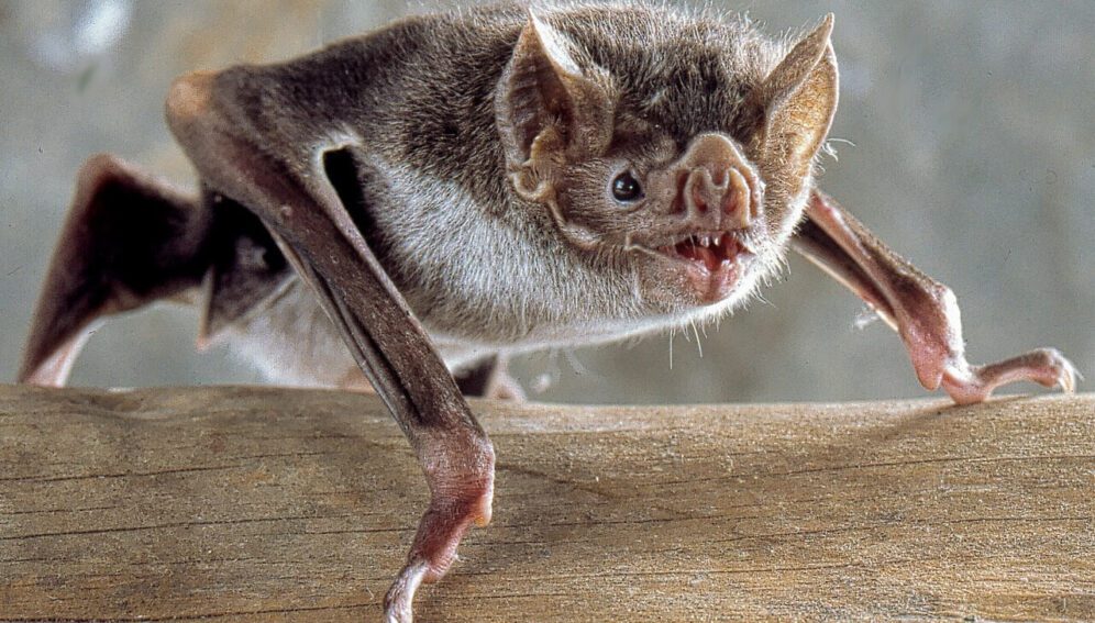 Belice: alta presencia de parásito de Chagas en murciélagos