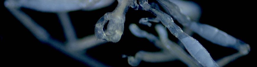 Descubren arañas marinas de patas peludas y ojos rojos en un mar de Canadá