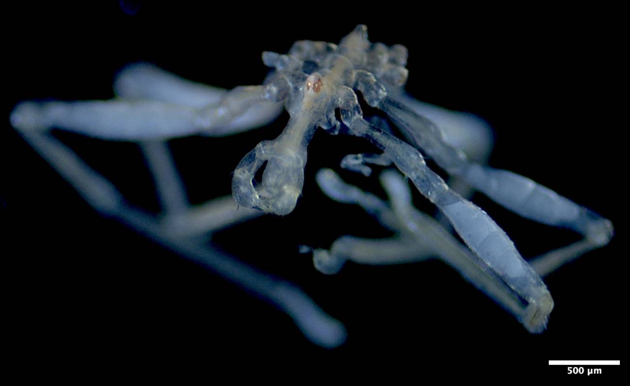 Descubren arañas marinas de patas peludas y ojos rojos en un mar de Canadá
