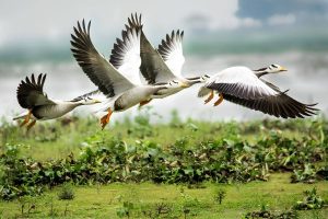 El-45-de-las-aves-migratorias-esta-en-declive-y-una-de-cada-nueve-se-encuentra-amenazada-de-extincion