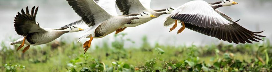 El 45 % de las aves migratorias está en declive y una de cada nueve se encuentra amenazada de extinción