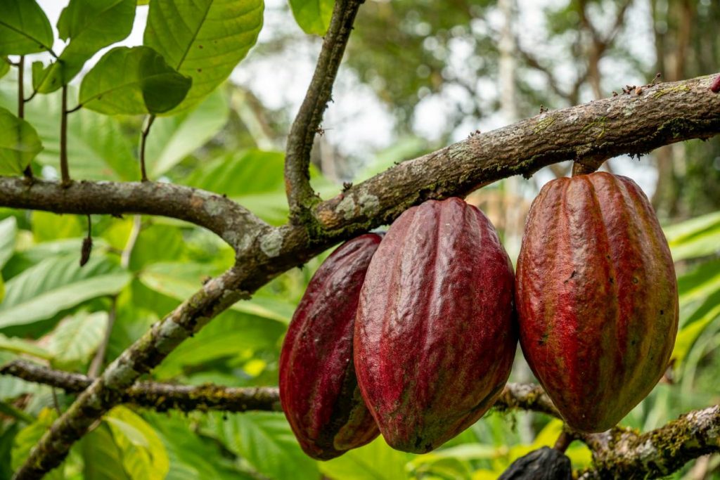 Una planta de cacao en la provincia costarricense de Limón. / Alexandar Popovski / Unsplash