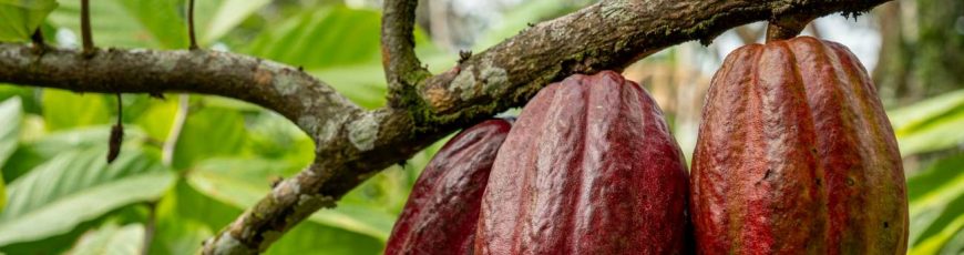 Las lluvias extremas amenazan el cultivo mundial de cacao tanto como las sequías