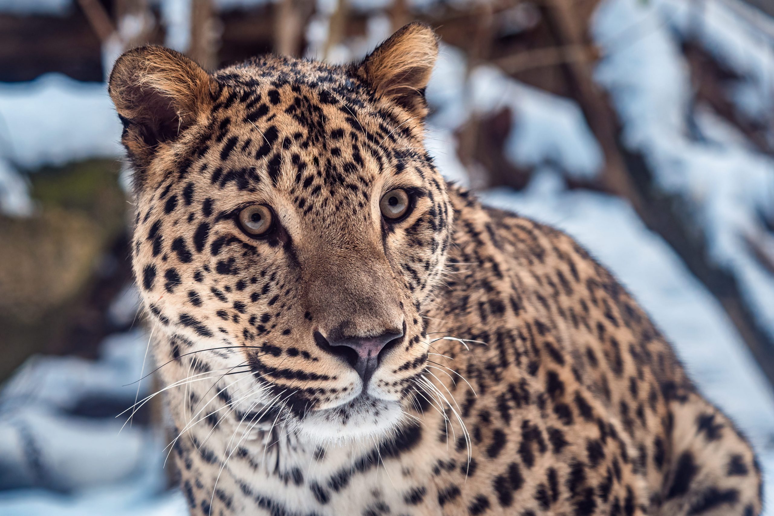Un genoma de alta calidad del jaguar abre nuevas posibilidades para su conservación