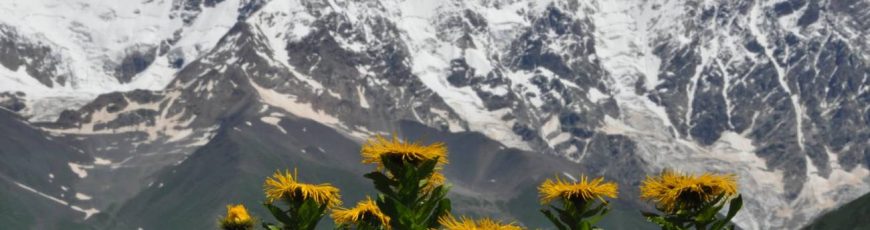 ¿Por qué las cimas de las montañas están cada vez más verdes?