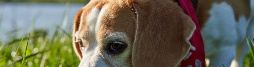 Una empresa de IA utiliza perros para detectar el cáncer