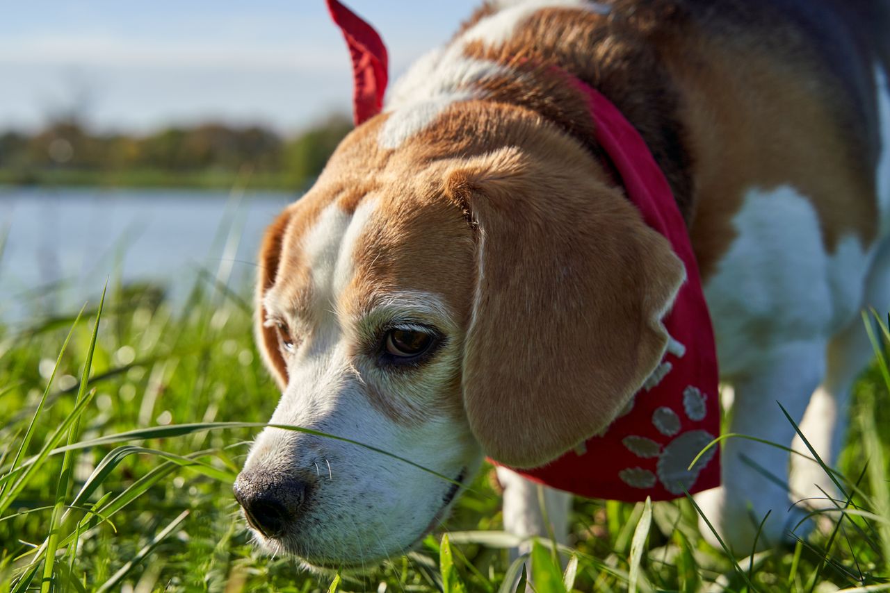 Una empresa de IA utiliza perros para detectar el cáncer