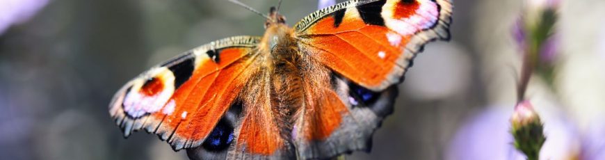 Cómo las mariposas usan ilusiones ópticas para sobrevivir