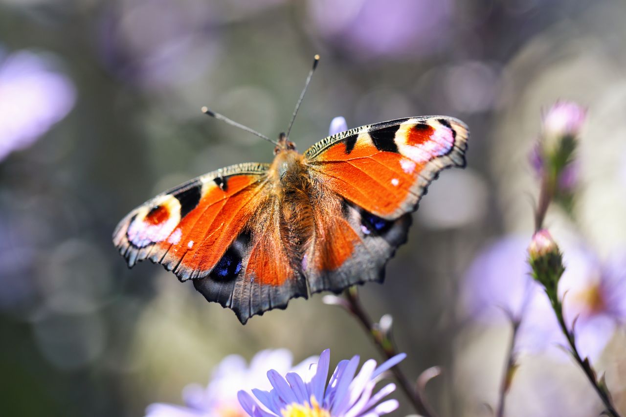 Cómo las mariposas usan ilusiones ópticas para sobrevivir
