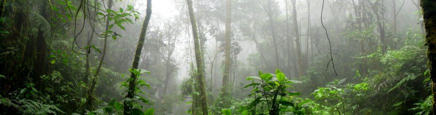 Devastación de la Amazonía brasileña amenaza con alterar la mayor «máquina de lluvia» del planeta, según científicas