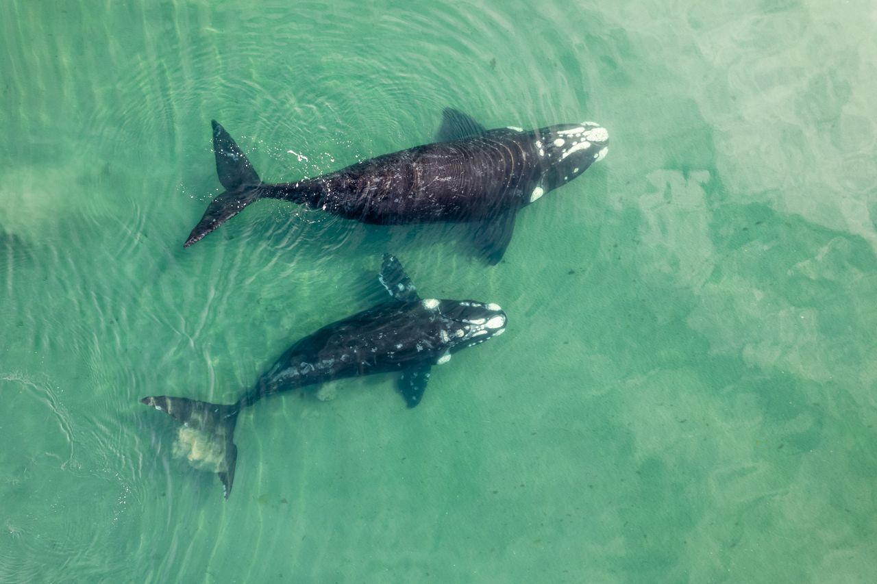 Muerte de cientos de ballenas en Argentina muestra valor de aguas patagónicas para especie