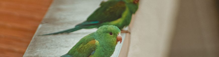 ¿Por qué nos gusta el canto de algunos pájaros y el de otros no?