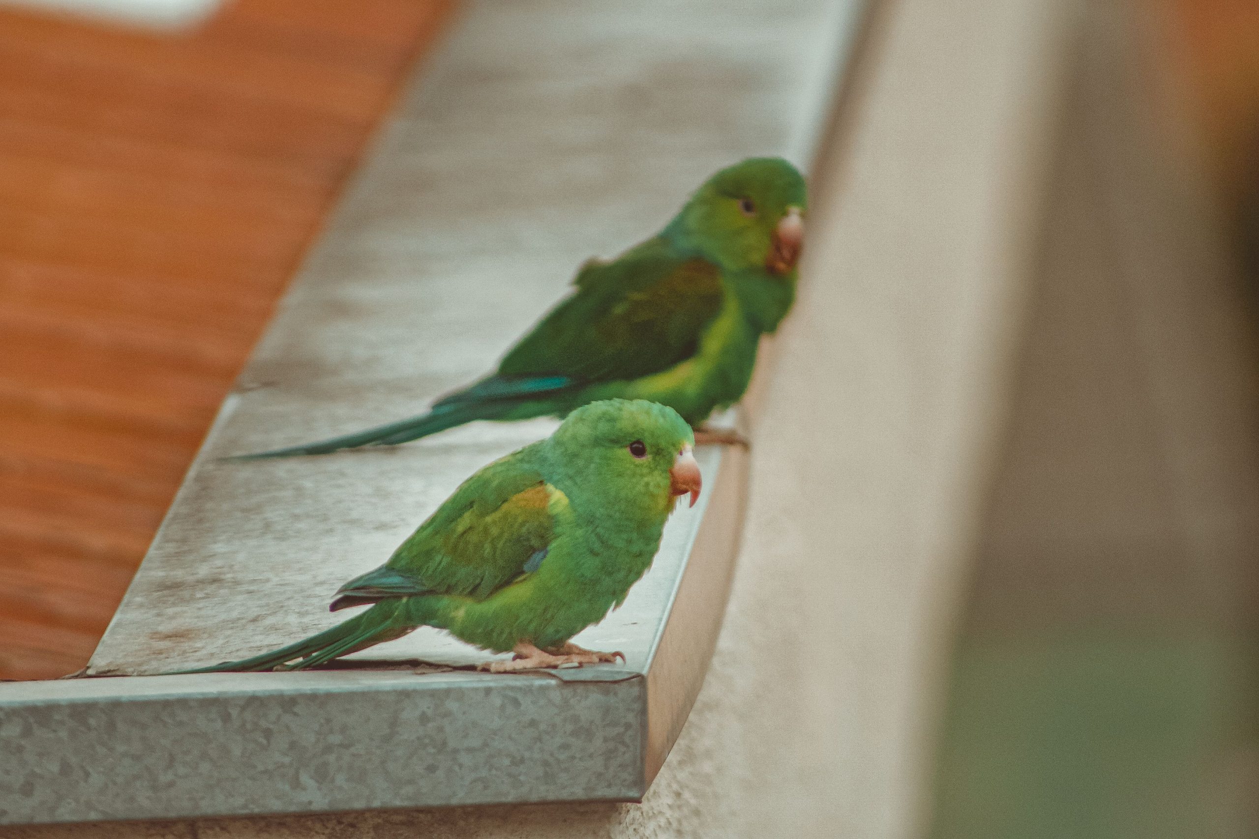 ¿Por qué nos gusta el canto de algunos pájaros y el de otros no?