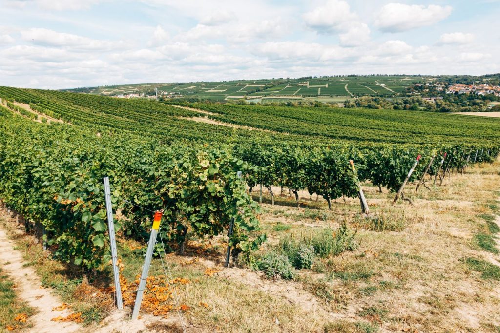 viñedos Francia/ Pexels