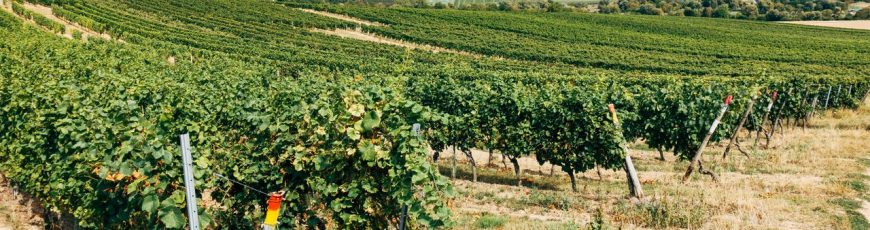 Francia registra su menor producción de vino desde 1957 por la sequía y las olas de calor
