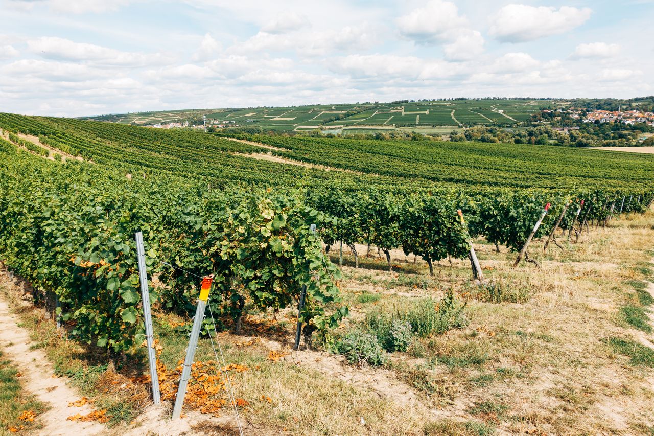 Francia registra su menor producción de vino desde 1957 por la sequía y las olas de calor