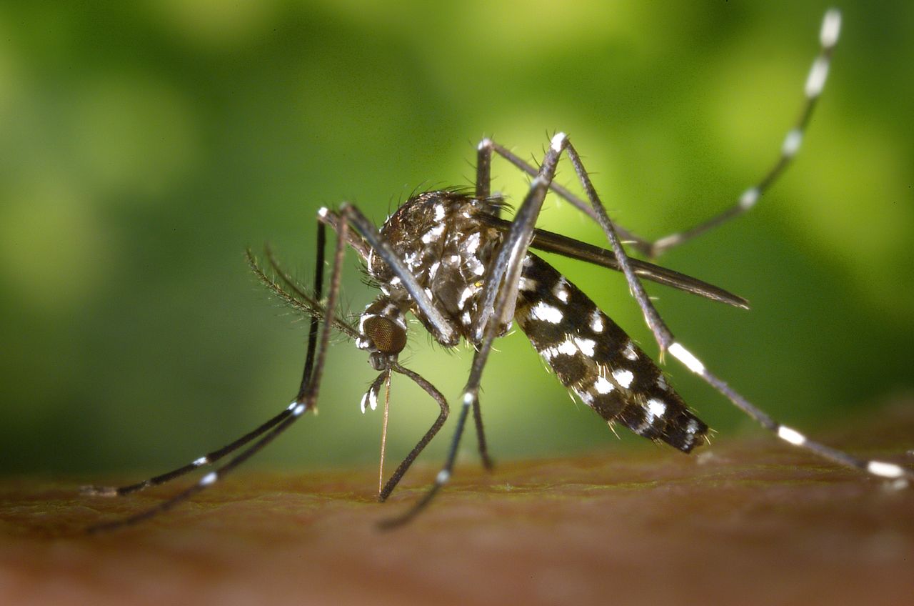 Descubren que el dengue debilita la barrera protectora de los vasos sanguíneos