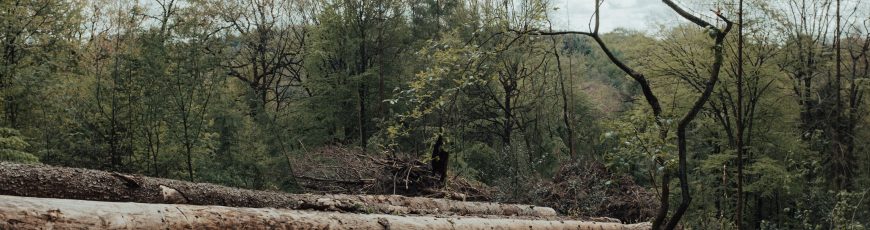 Más de 1.500 millones de hectáreas de bosque están degradadas, según un informe de la FAO