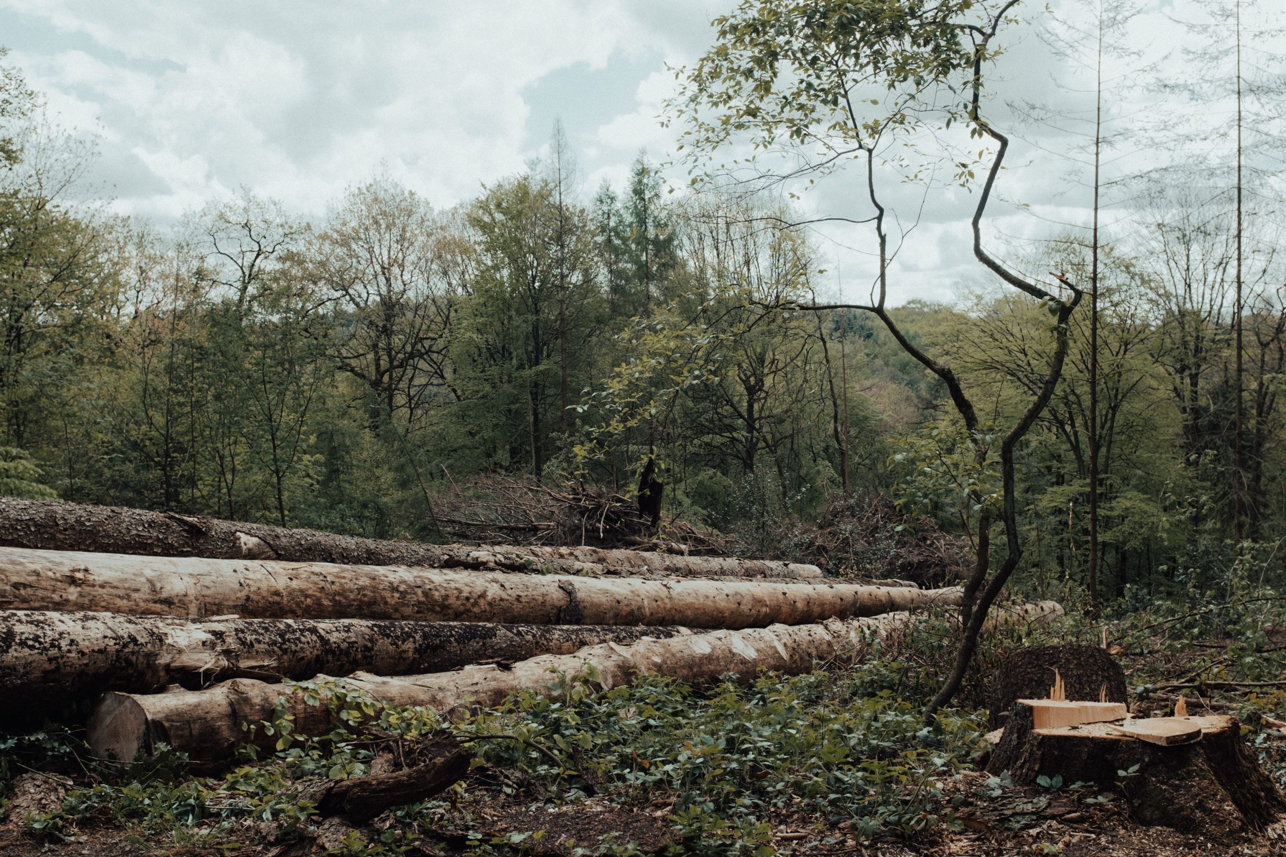 Más de 1.500 millones de hectáreas de bosque están degradadas, según un informe de la FAO