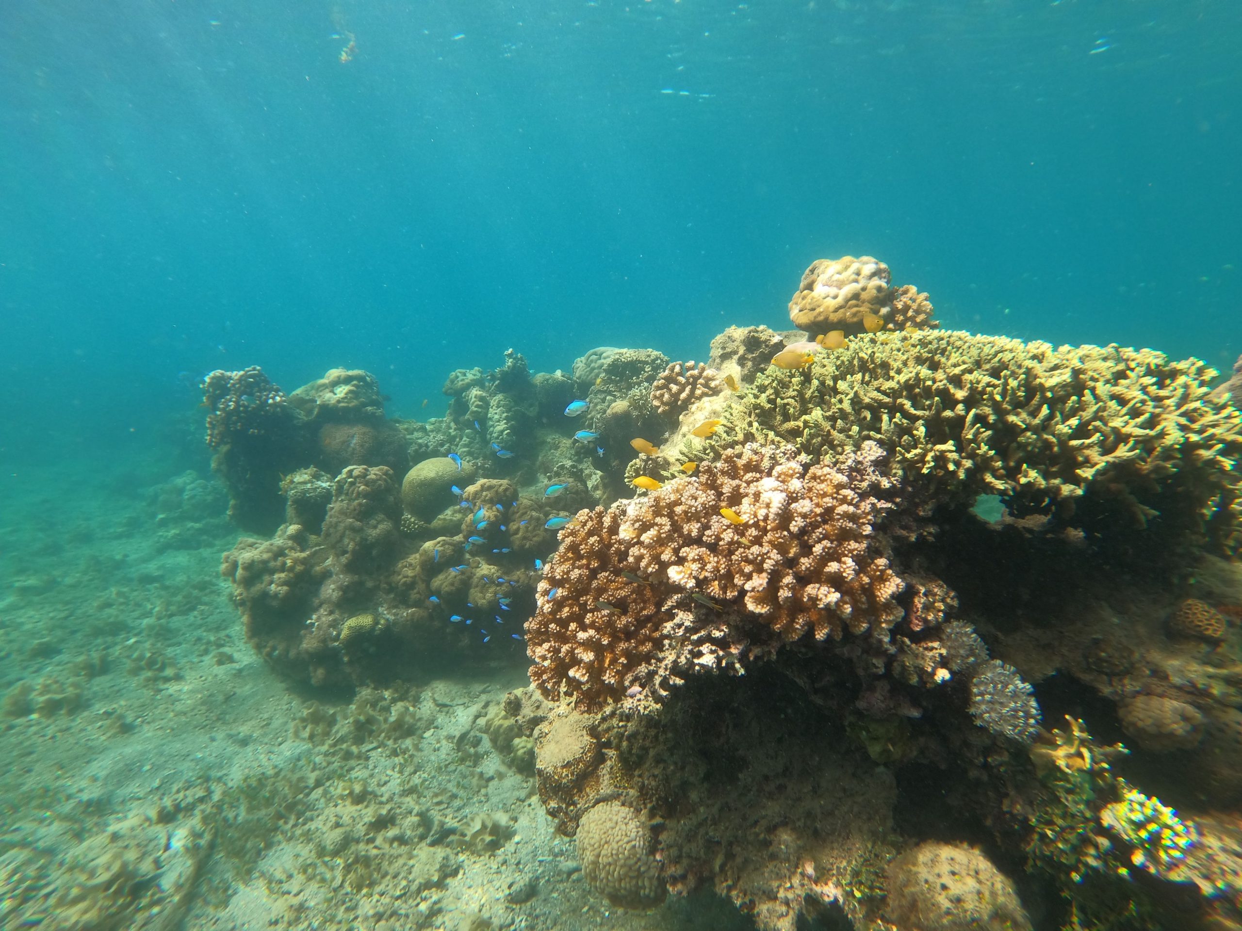 India recurre a corales y praderas marinas ante la subida del nivel del mar