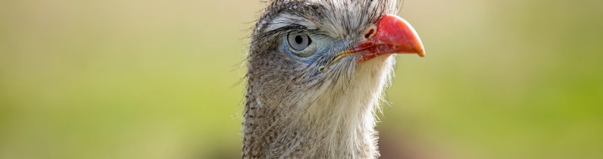 Estos son dos de los pájaros más ruidosos que existen