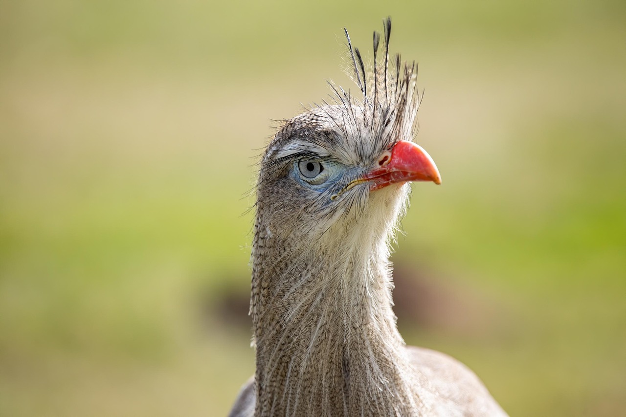 Estos son dos de los pájaros más ruidosos que existen