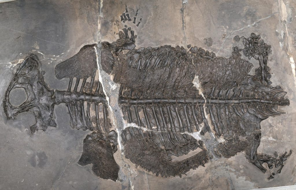 Holotipo de Gerrothorax maritimus, expuesto boca arriba. / Ryosuke Motani