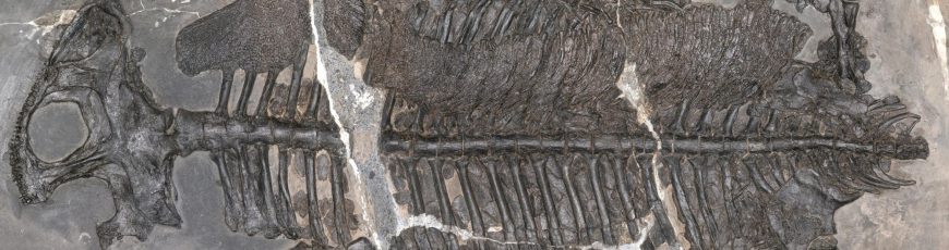 Este anfibio marino del Triásico fue el primero que vivió en mar abierto