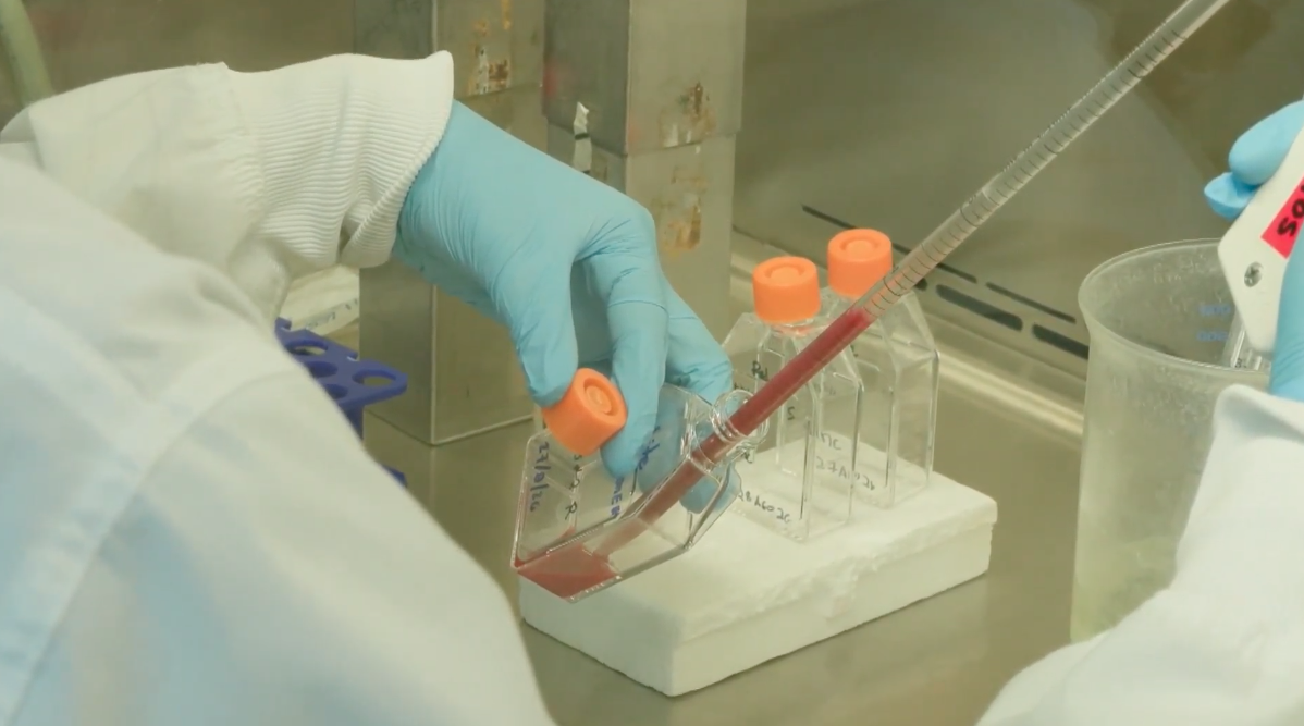 Sargazo muestra potencial inhibidor contra la malaria cerebral