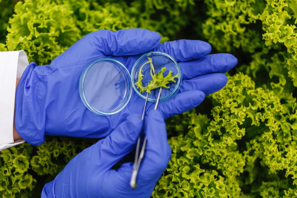 https://www.magnific.com/free-photo/researcher-takes-probe-green-plant-puts-it-petri-dish_2612682.htm#fromView=search&page=1&position=1&uuid=4ad889a4-5732-41db-82f0-8fc92698c223&track=ais_hybrid&query=laboratorio+Investigaci%C3%B3n+plantas.jpg